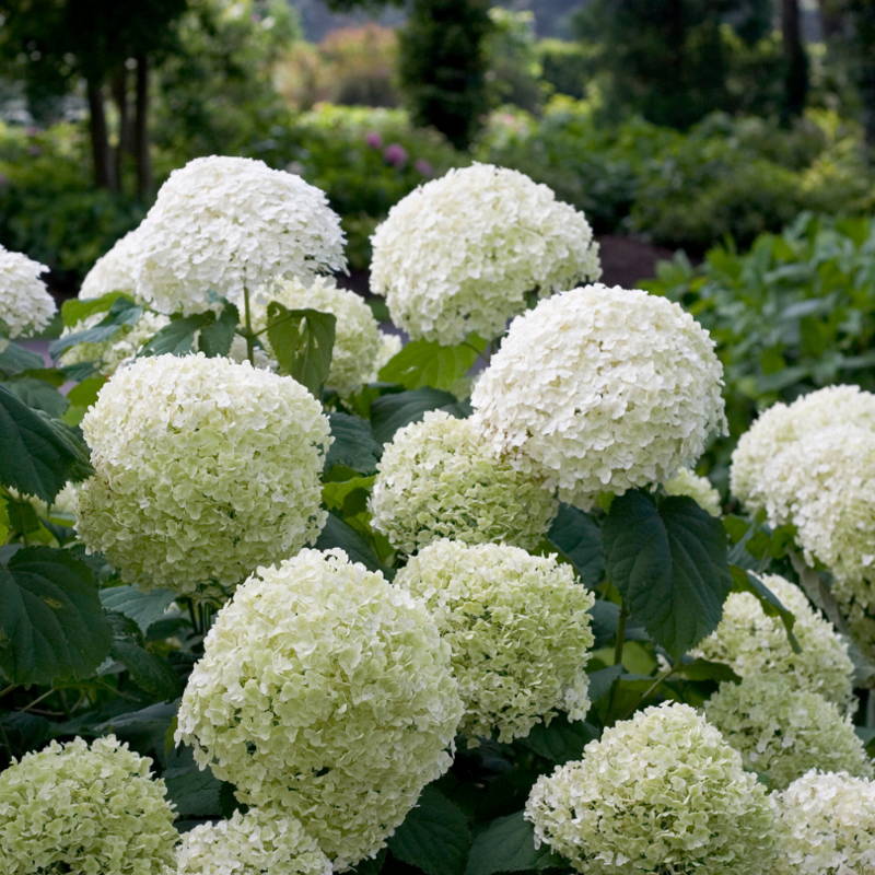 Big white incrediball hydrangea flowers